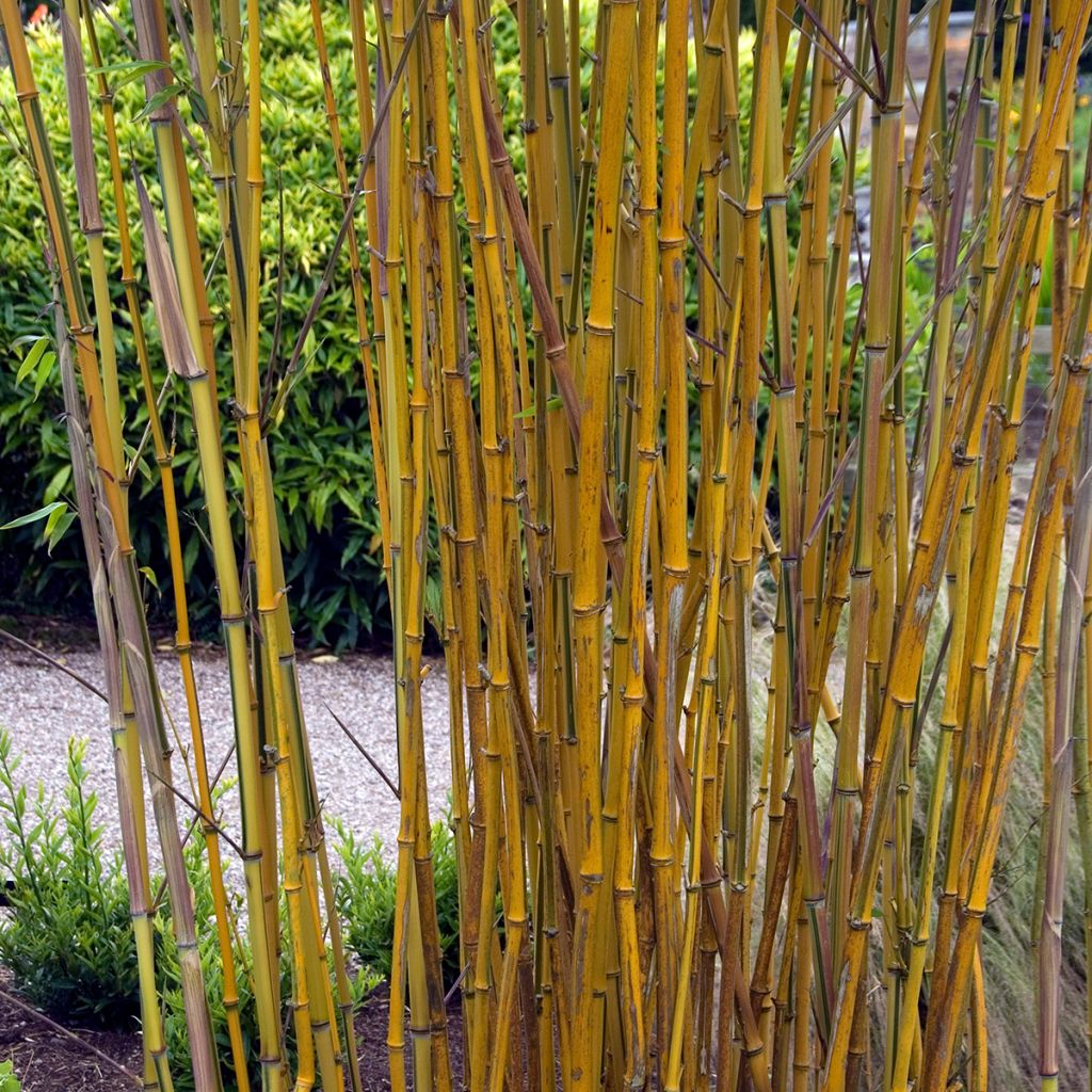 Phyllostachys aureosulcata Spectabilis - Gele bamboe