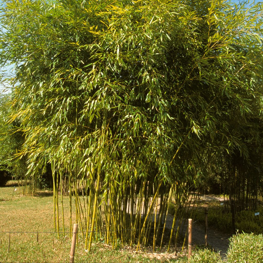 Phyllostachys viridiglaucescens - Reuzenbamboe