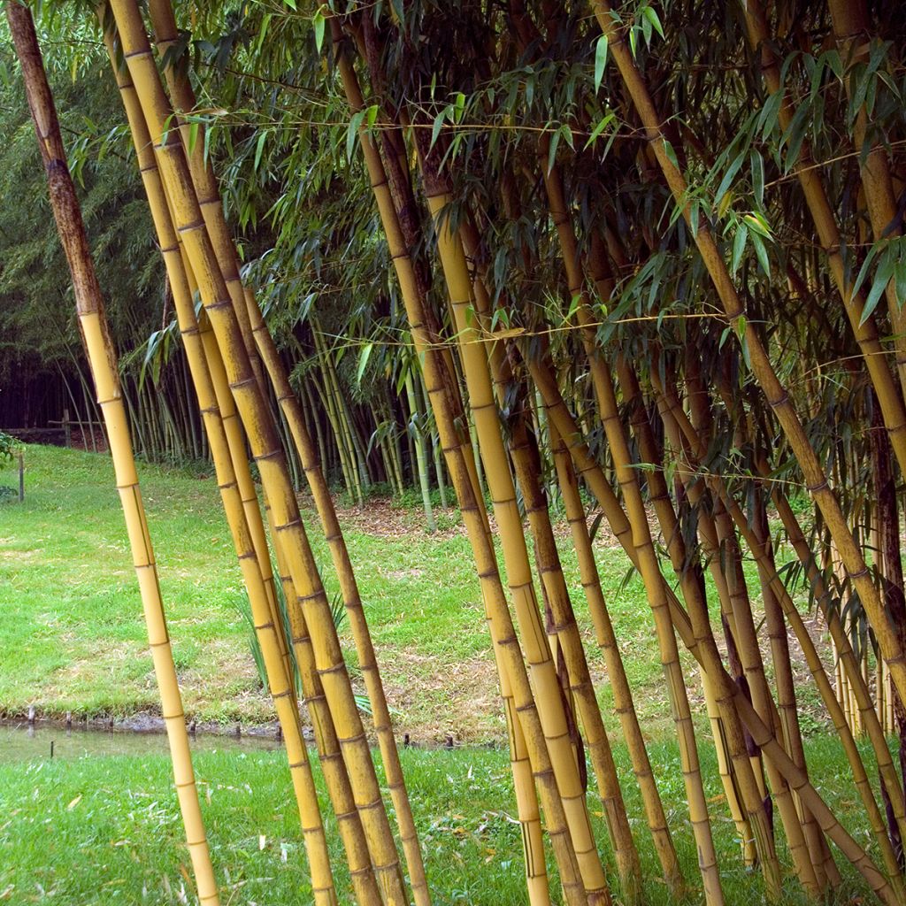 Phyllostachys vivax Aureocaulis - Reuzenbamboe