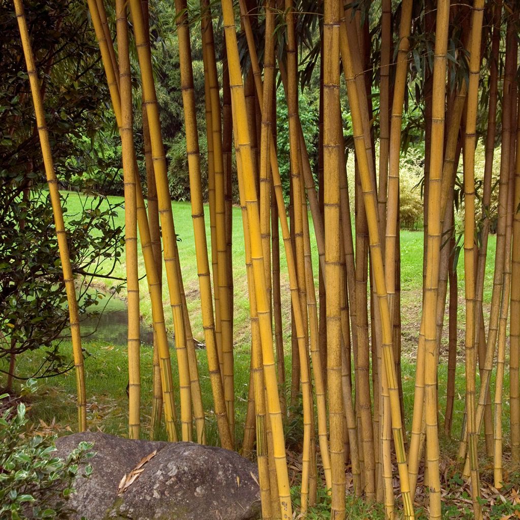 Phyllostachys vivax Aureocaulis - Reuzenbamboe