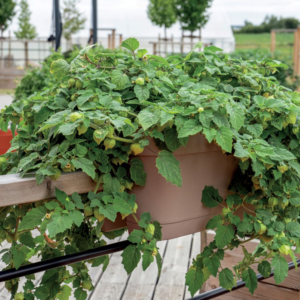 Ananaskers Preciosa (jonge planten)