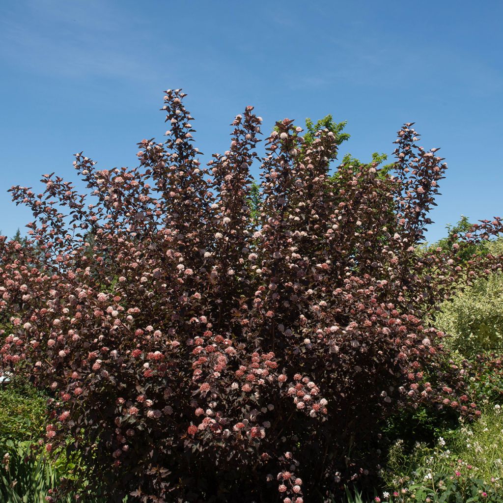 Physocarpus opulifolius Diable D'Or - Blaasspirea