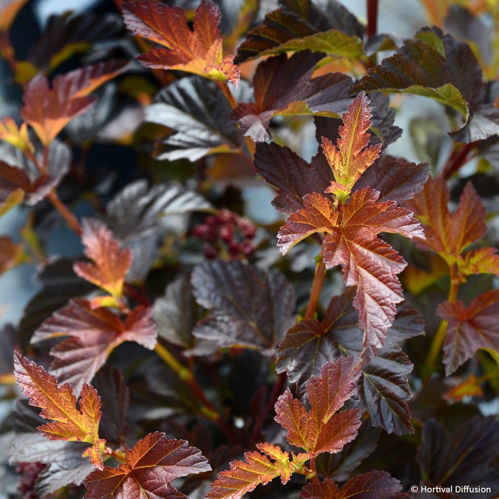 Physocarpus opulifolius Choco Flame - Blaasspirea