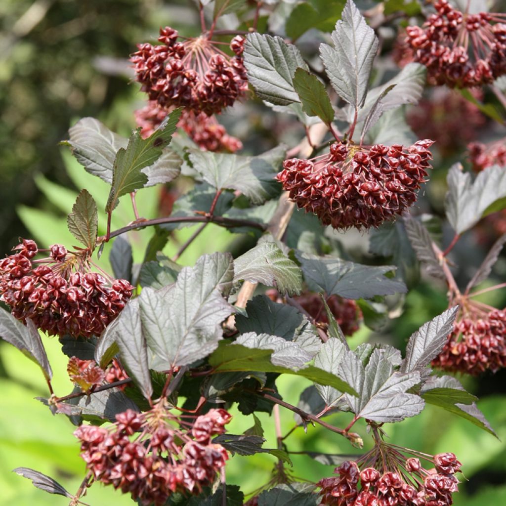 Physocarpus opulifolius Diabolo - Blaasspirea