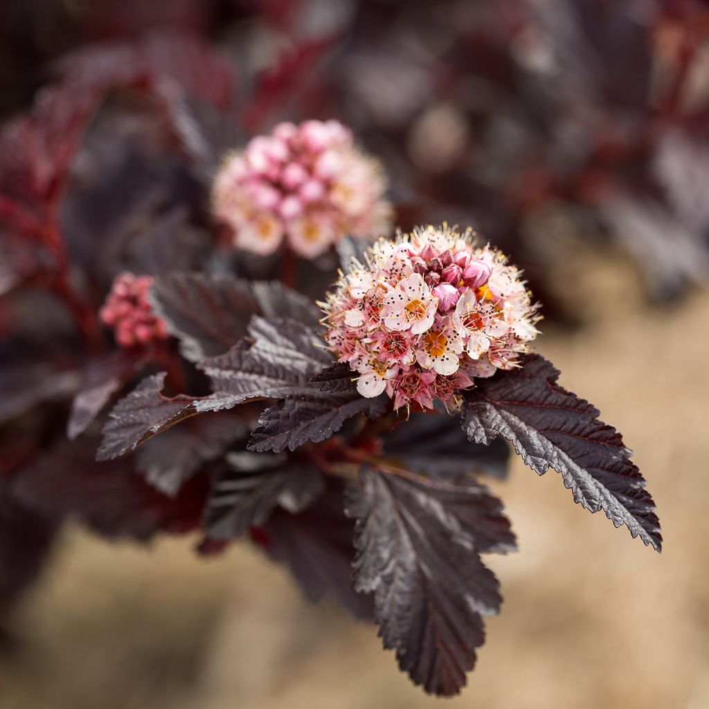 Physocarpus opulifolius Fireside - Blaasspirea