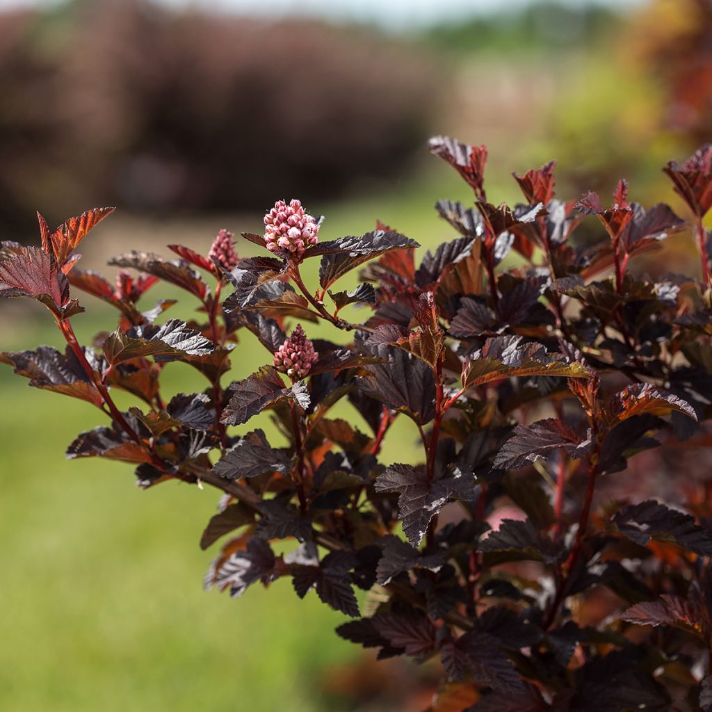 Physocarpus opulifolius Fireside - Blaasspirea