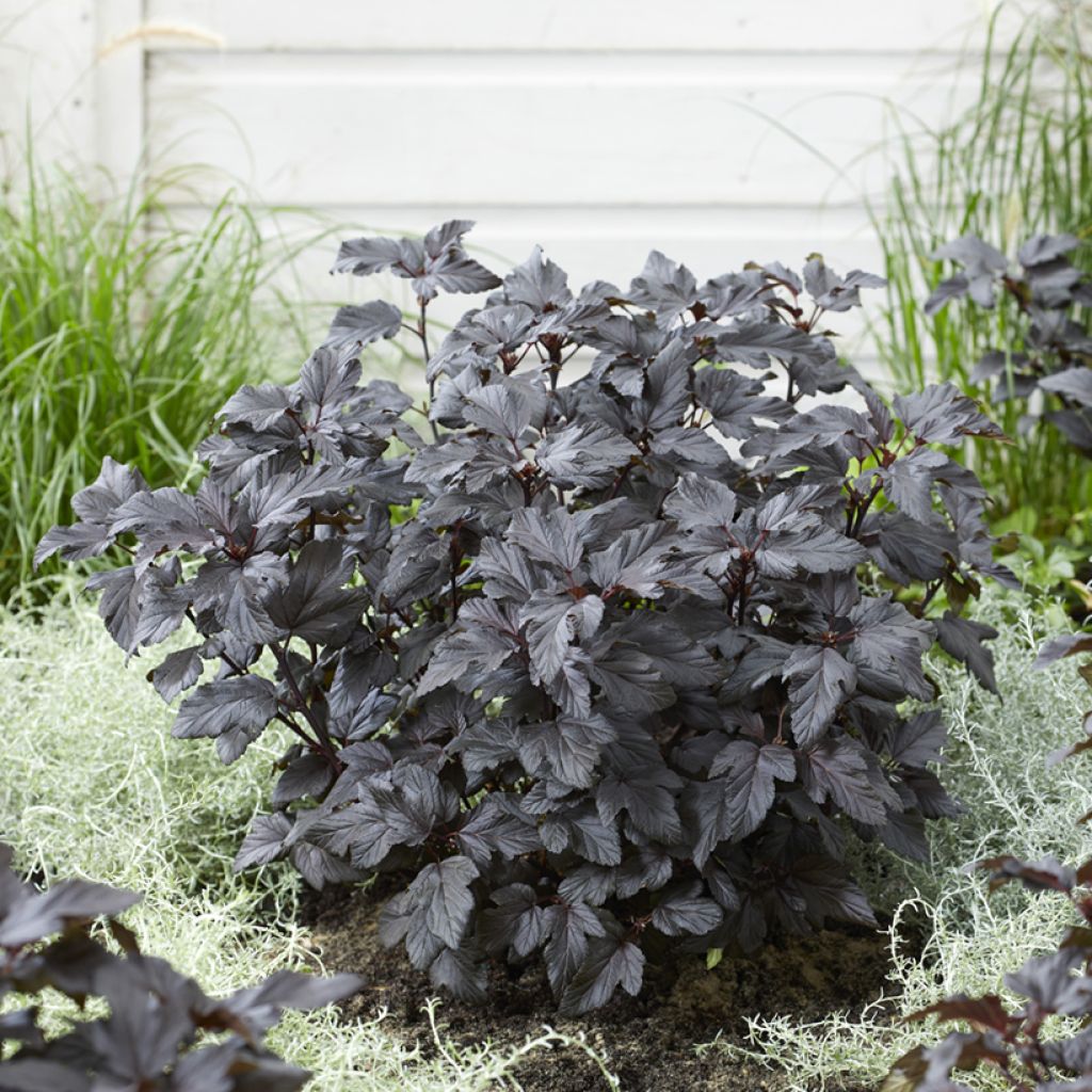 Physocarpus opulifolius Little Ninja - Blaasspirea