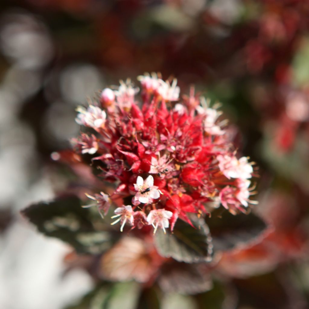 Physocarpus opulifolius Spicy Devil - Blaasspirea