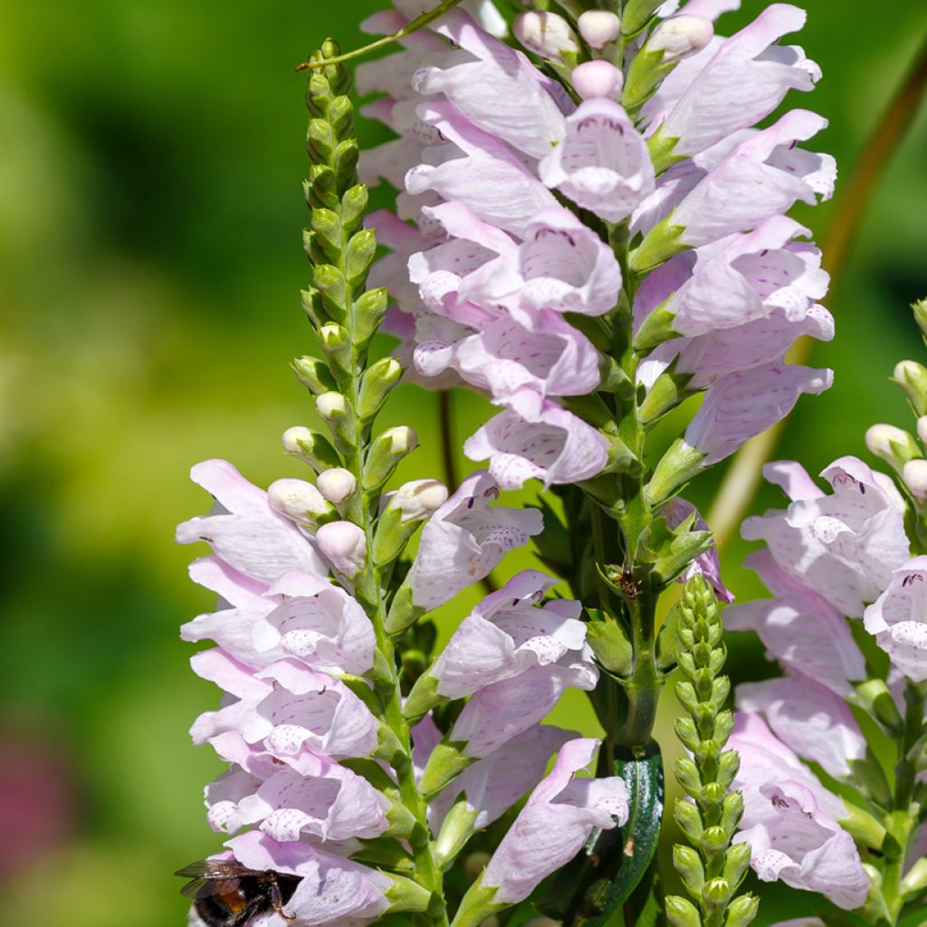 Physostegia virginiana Galadriel - Scharnierbloem