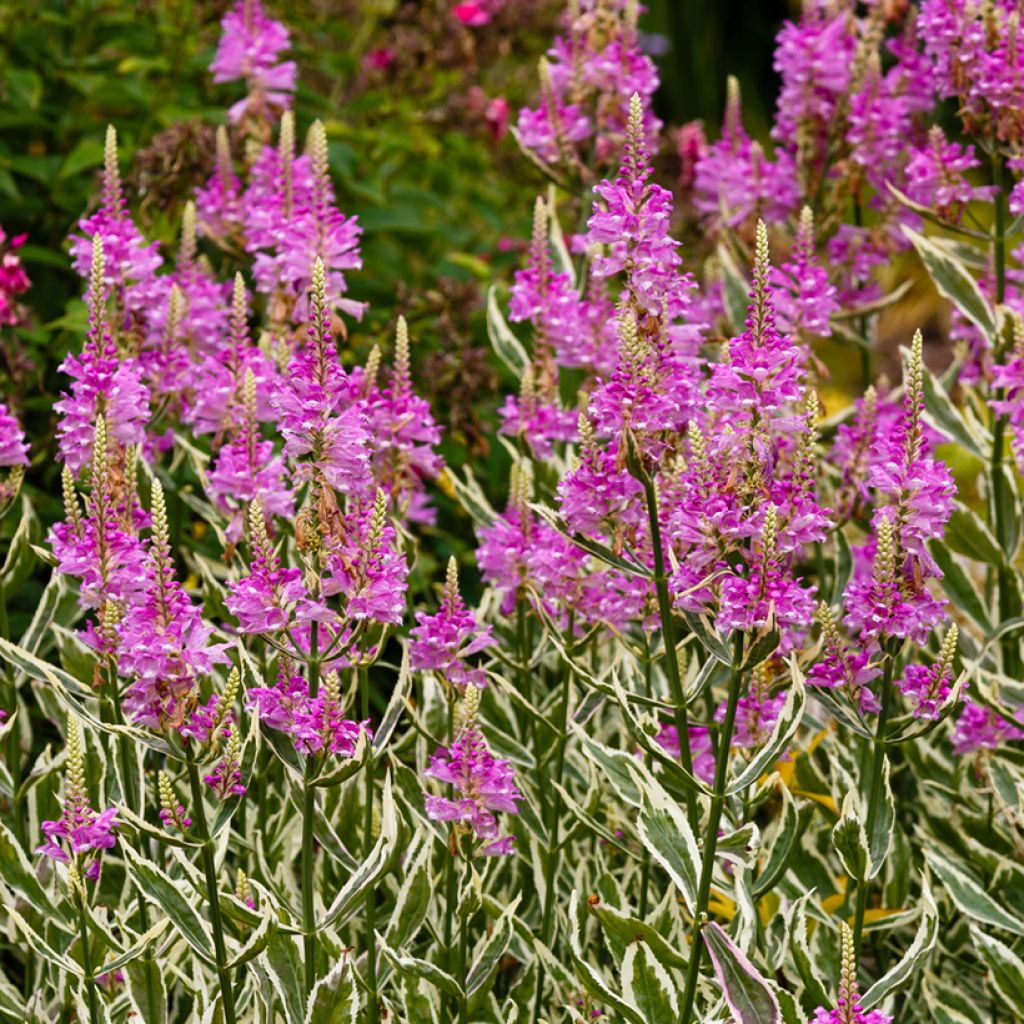 Physostegia virginiana Variegata - Scharnierbloem