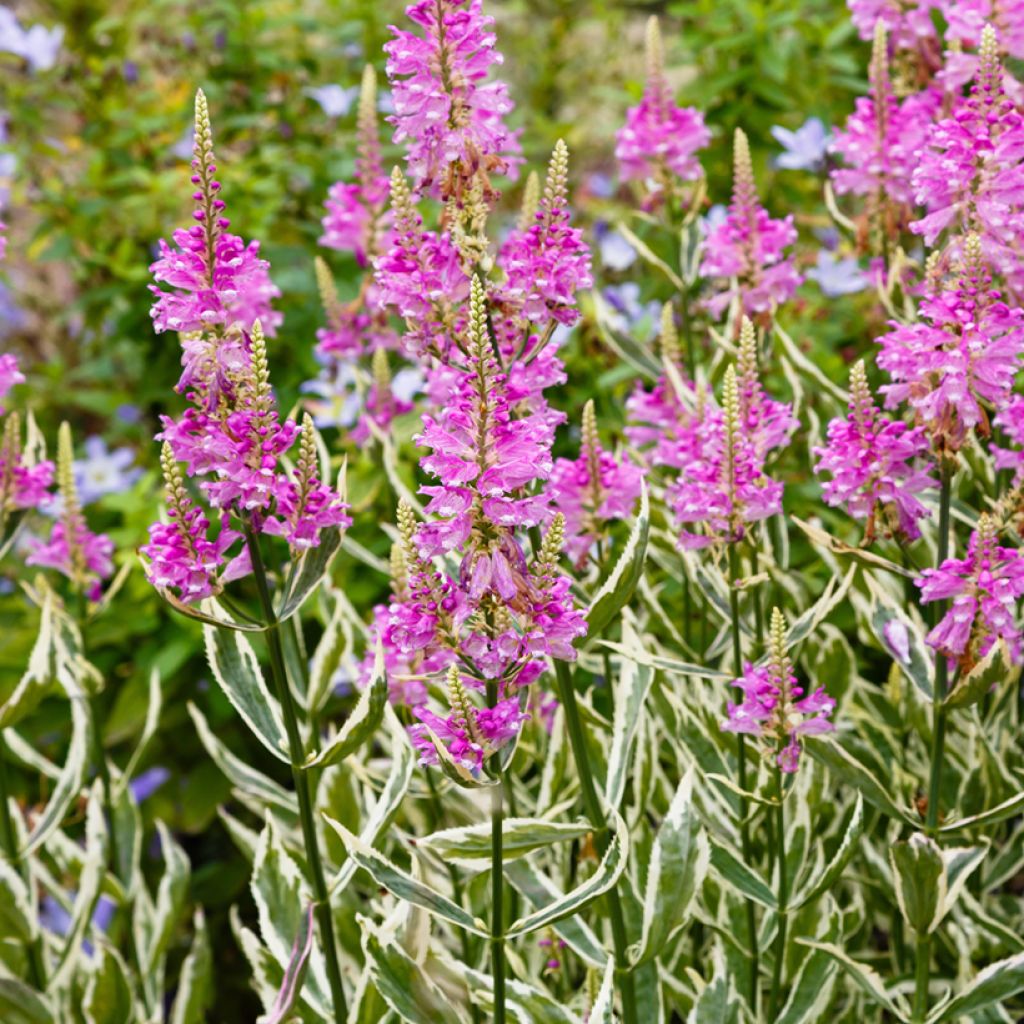 Physostegia virginiana Variegata - Scharnierbloem
