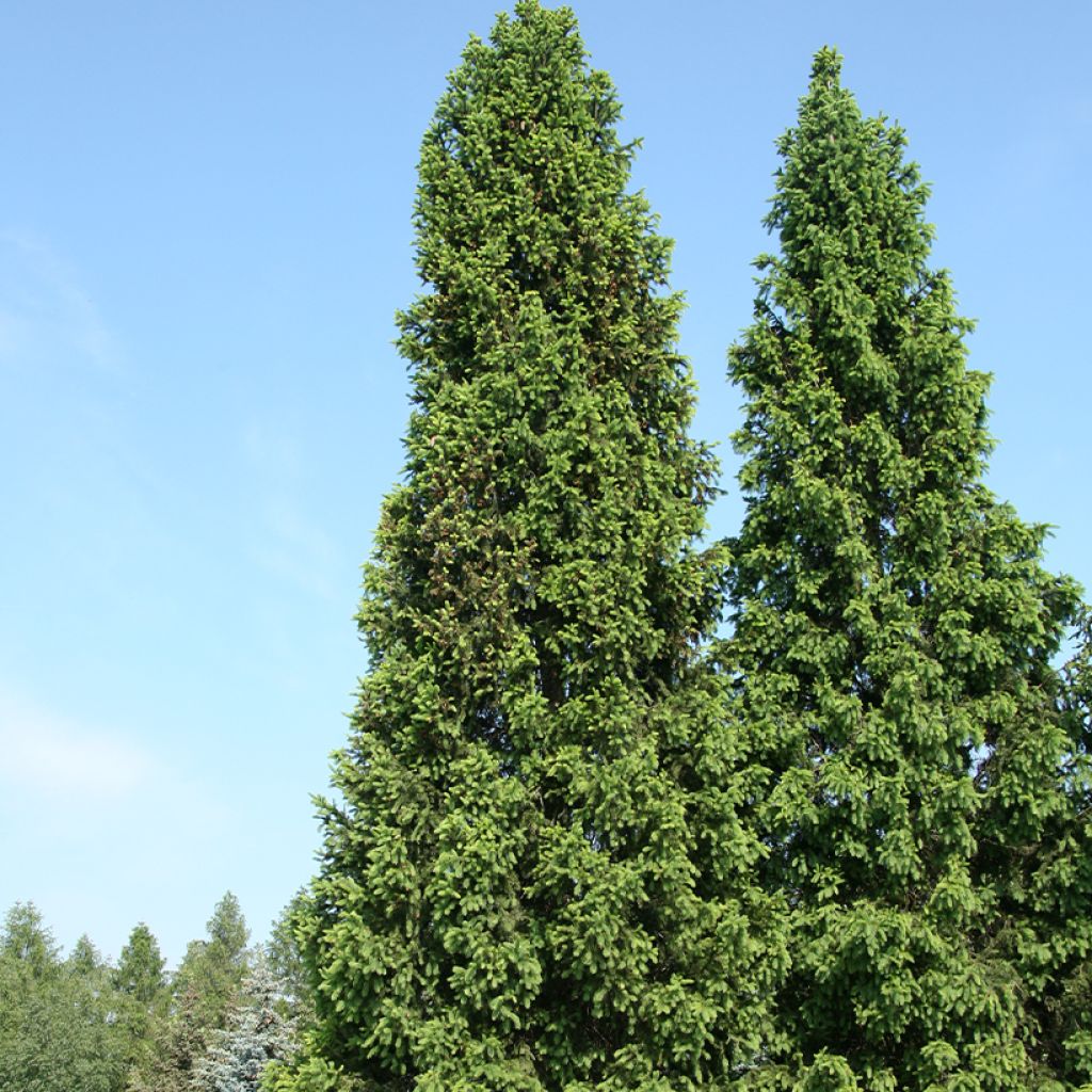 Picea abies Cupressina - Fijnspar
