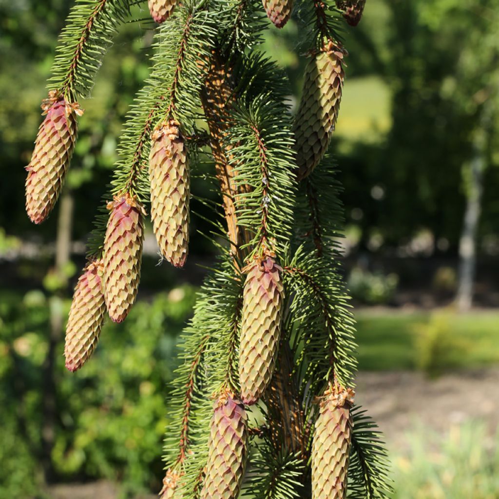 Picea abies Krasickiana - Fijnspar