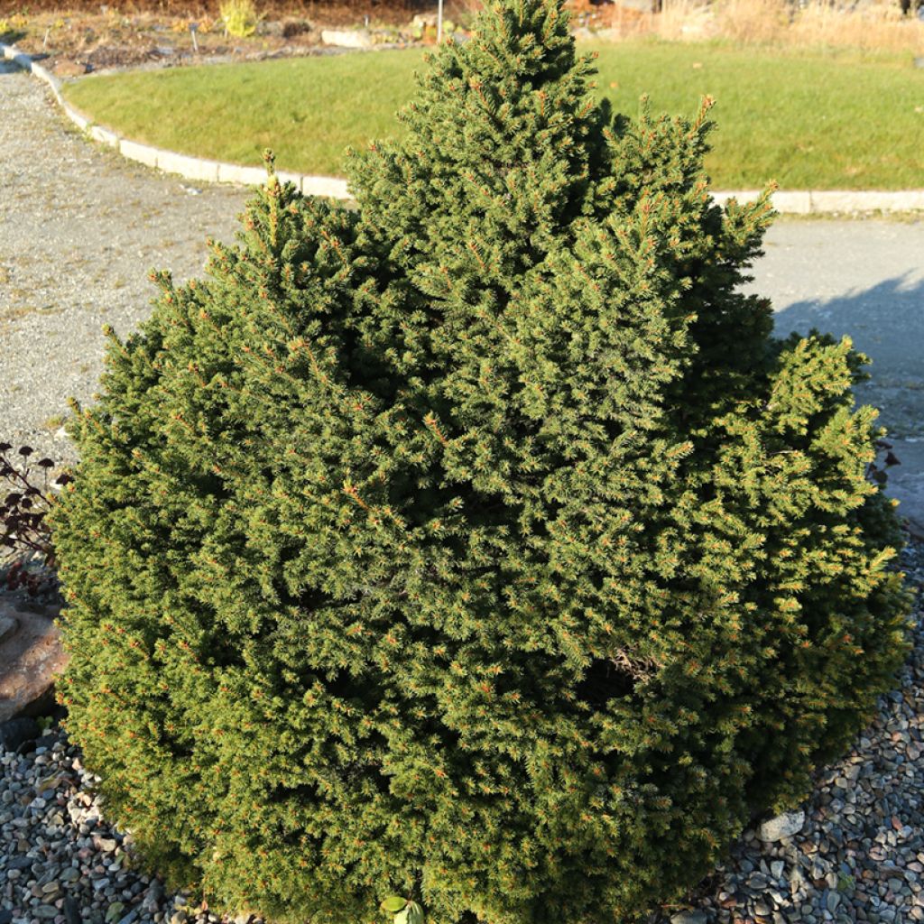 Picea abies Ohlendorffii - Fijnspar