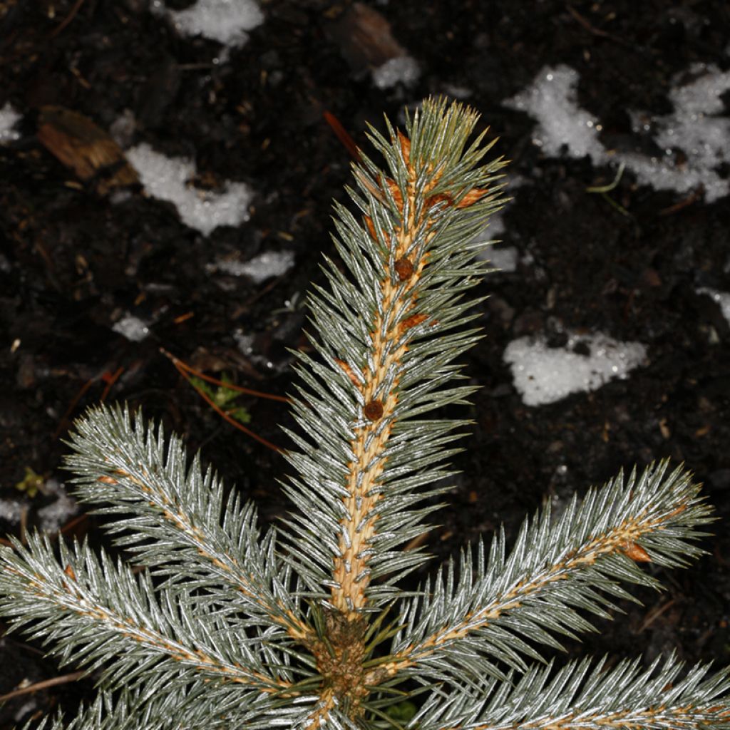 Picea chihuahuana - Chihuahuana spar