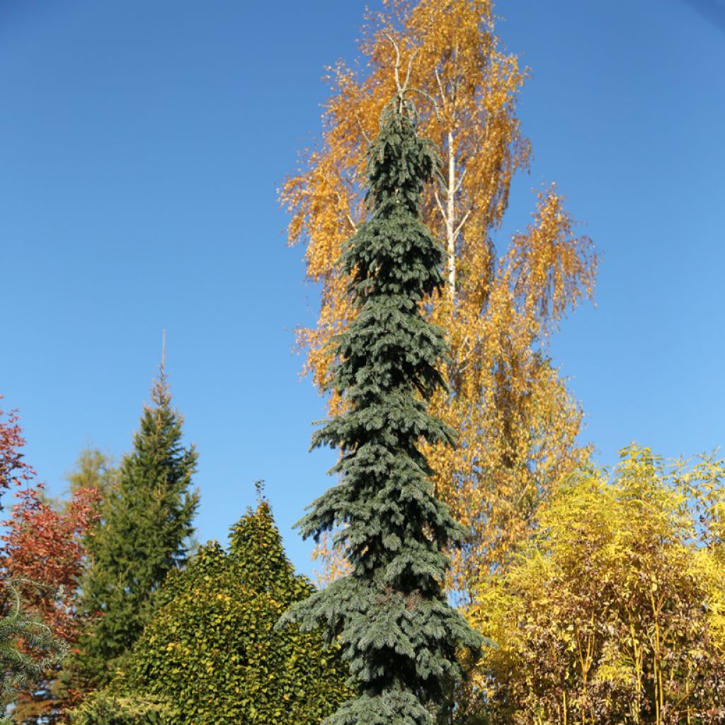 Picea glauca Pendula - Witte spar