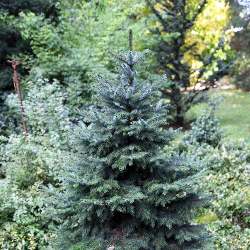 Picea omorika Alexandra - Servische spar
