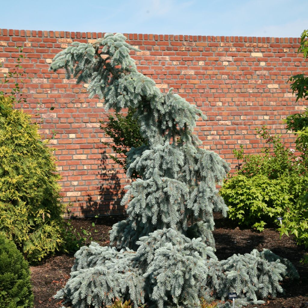 Picea pungens Glauca Pendula - Blauwe spar