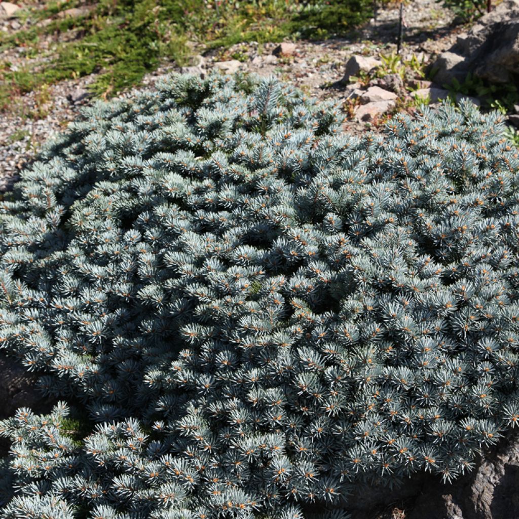 Picea pungens Saint Mary's Broom - Blauwe spar