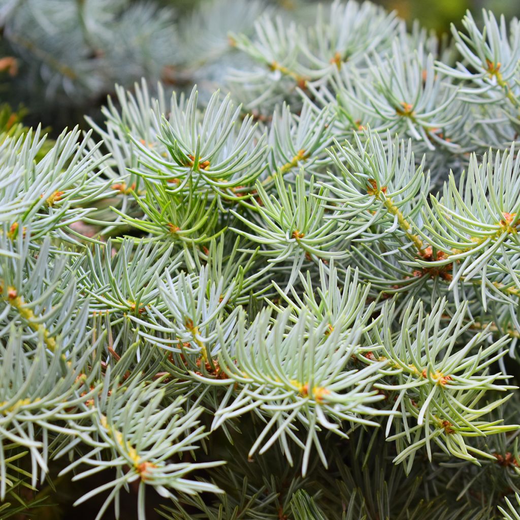 Picea abies Eagle Point - Fijnspar