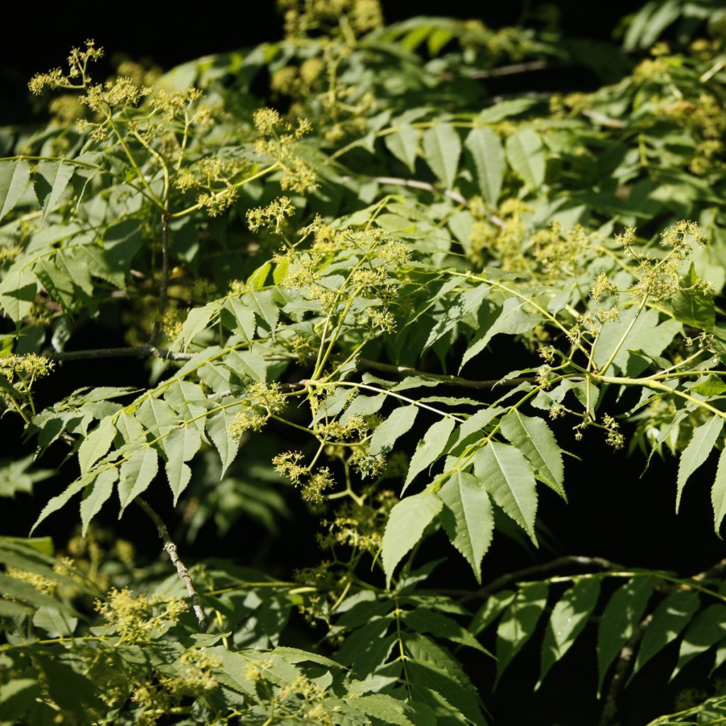 Picrasma quassioides - Bitterhoutboom