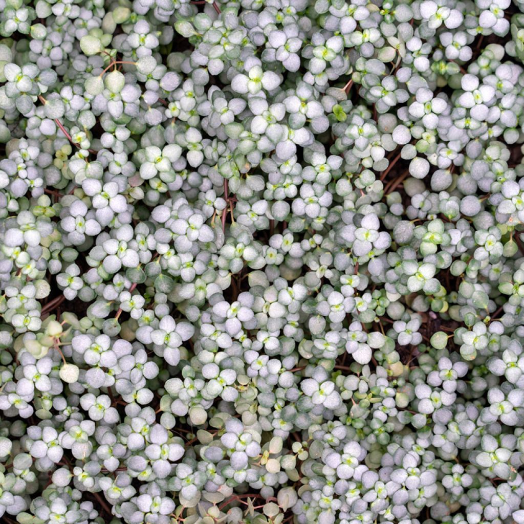Pilea glaucophylla Greyzy - Kanonplantje
