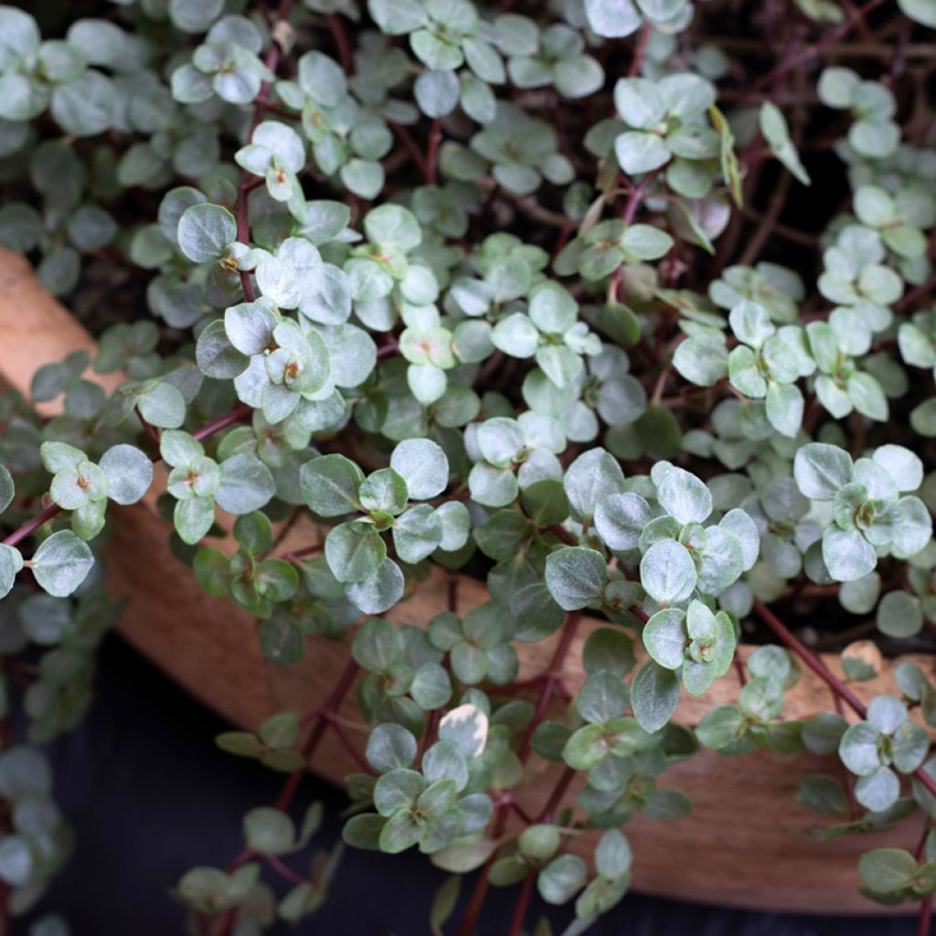 Pilea glaucophylla Greyzy - Kanonplantje