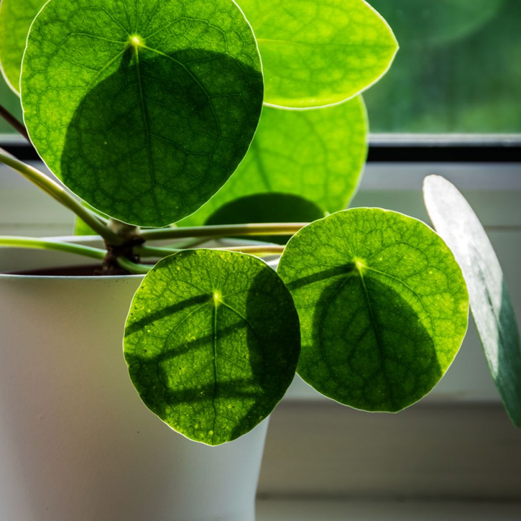 Pilea peperomioides - Pannenkoekenplant