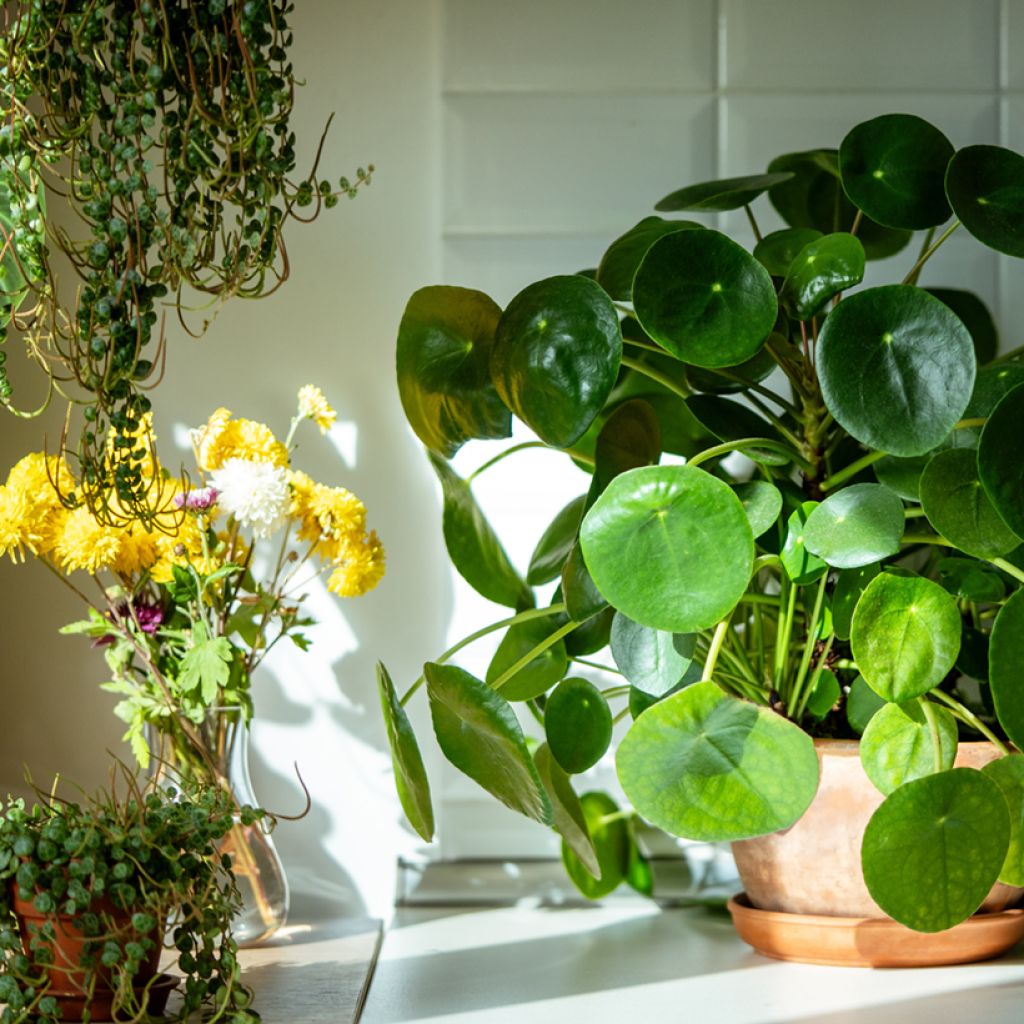 Pilea peperomioides - Pannenkoekenplant