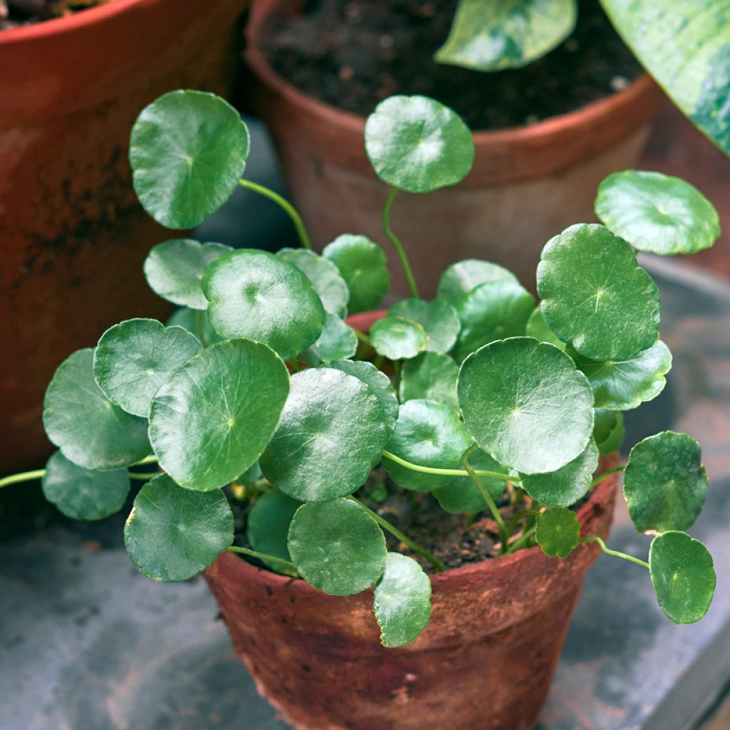 Pilea peperomioides - Pannenkoekenplant