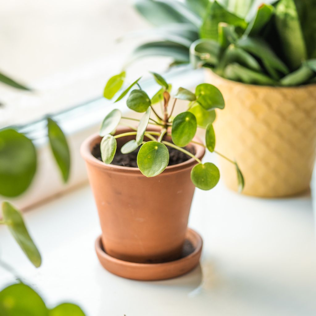 Pilea peperomioides - Pannenkoekenplant