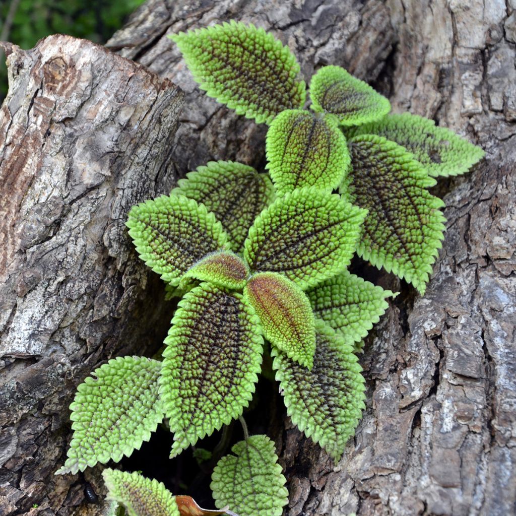 Pilea Moon Valley - Vriendschapsplant