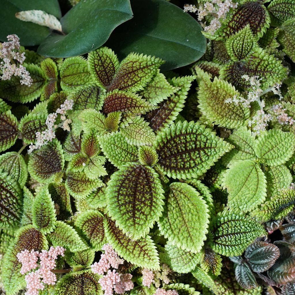 Pilea Moon Valley - Vriendschapsplant