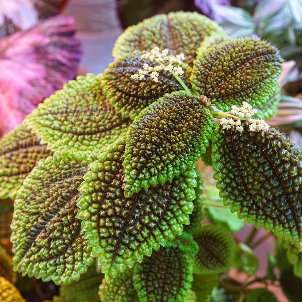 Pilea Moon Valley - Vriendschapsplant