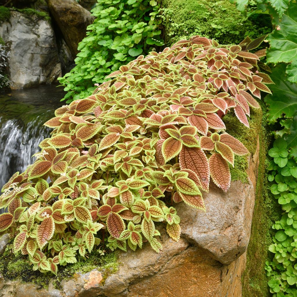 Pilea Moon Valley - Vriendschapsplant