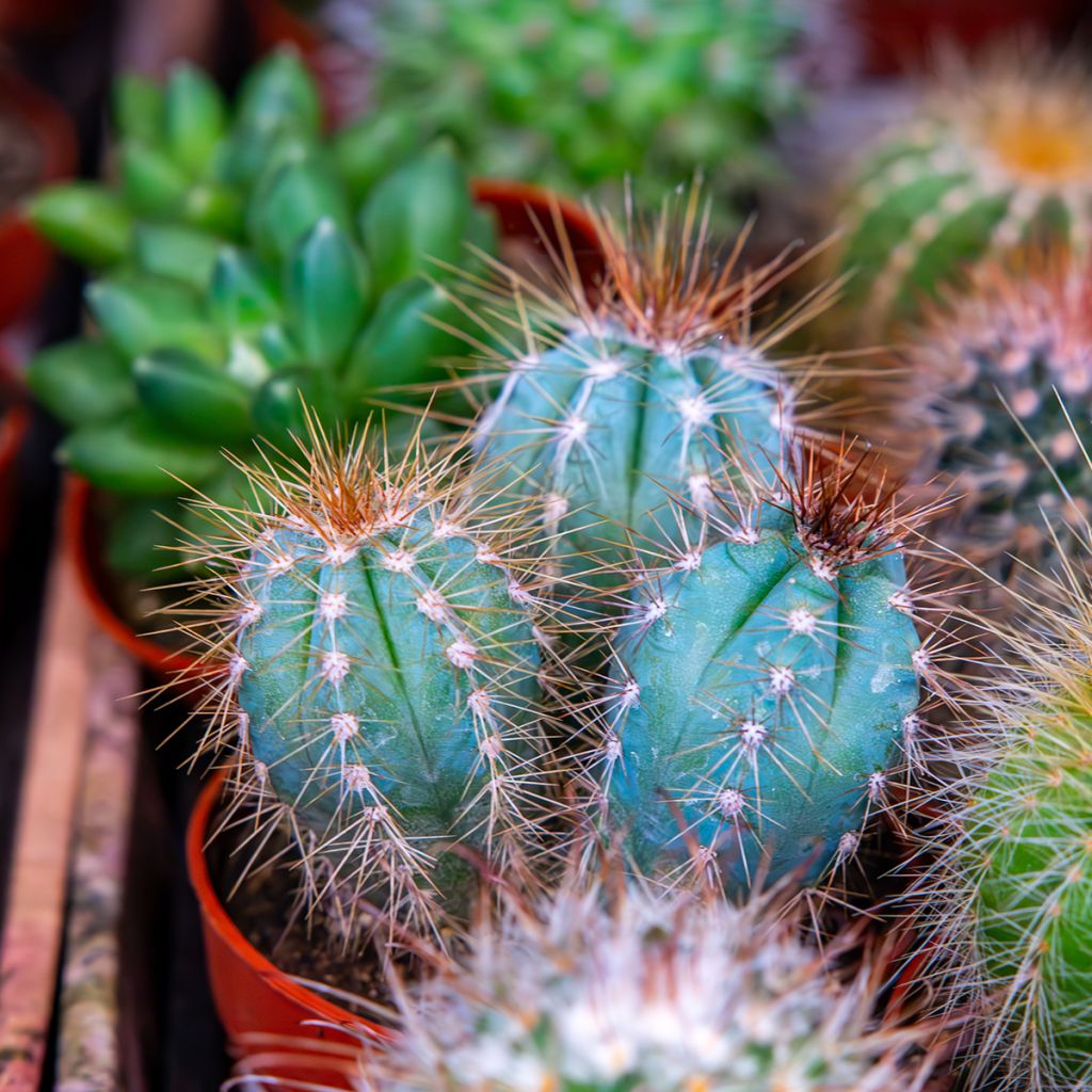 Pilosocereus azureus - Blauwe zuilcactus