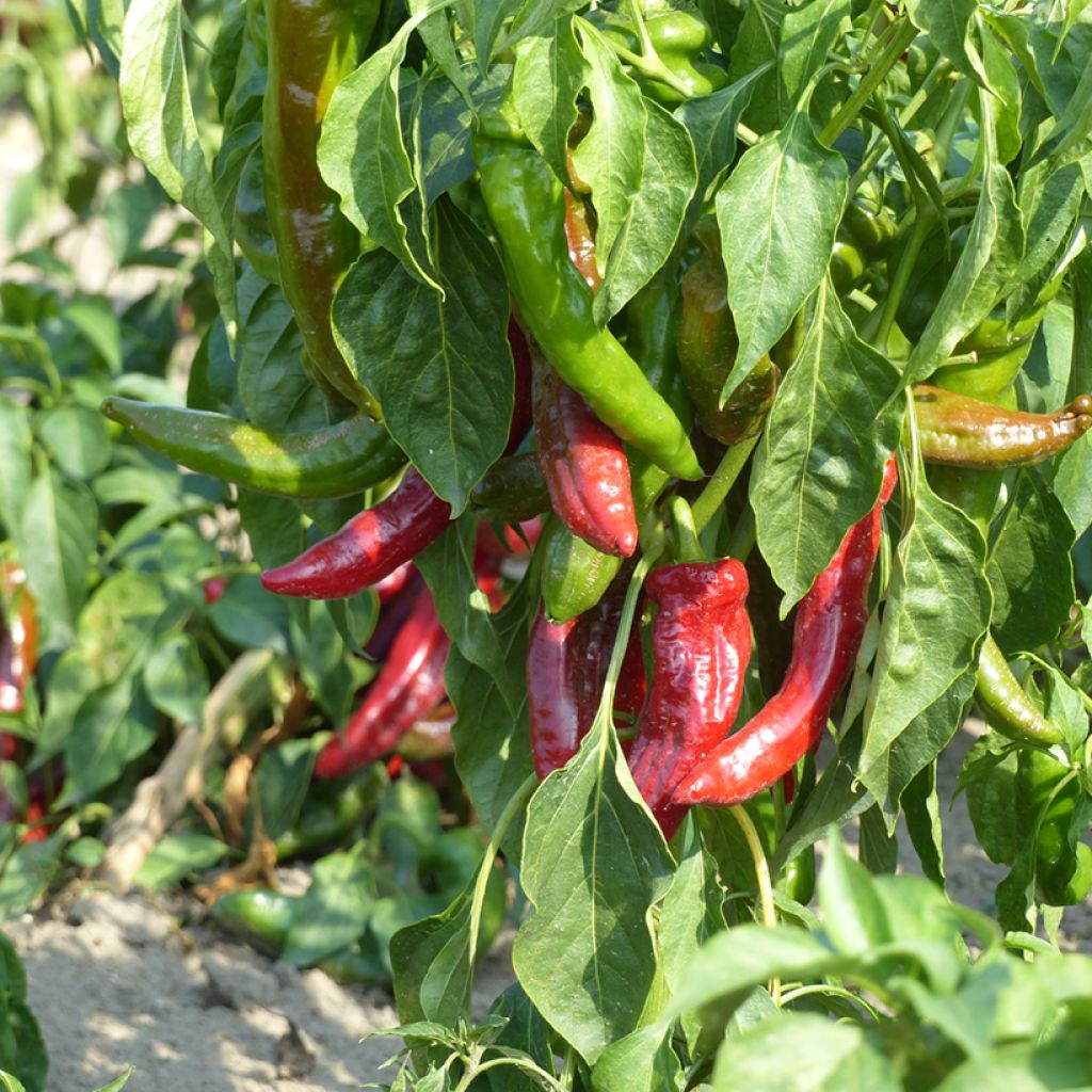Chilipeper Anaheim