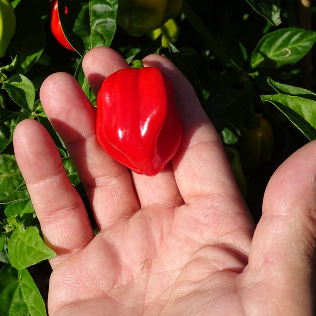 Habaneropeper