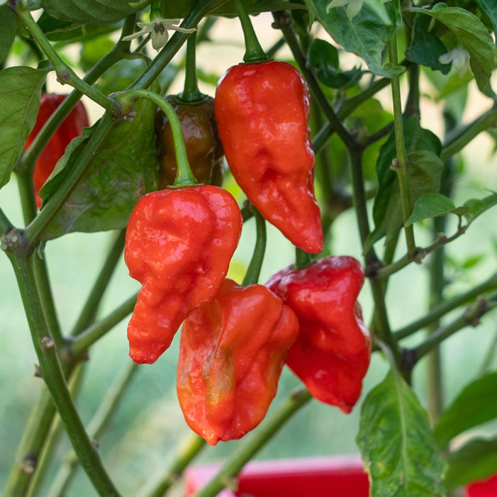 Chilipeper Naga Jolokia
