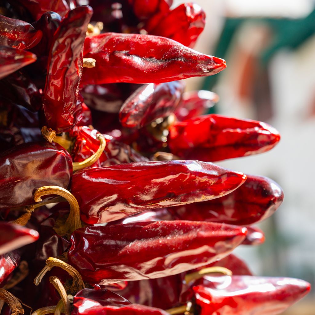 Espelettepeper Gorria