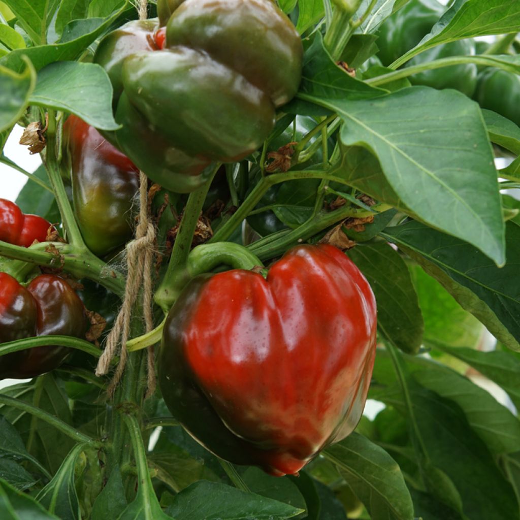 Paprika Yolo Wonder - Vilmorin