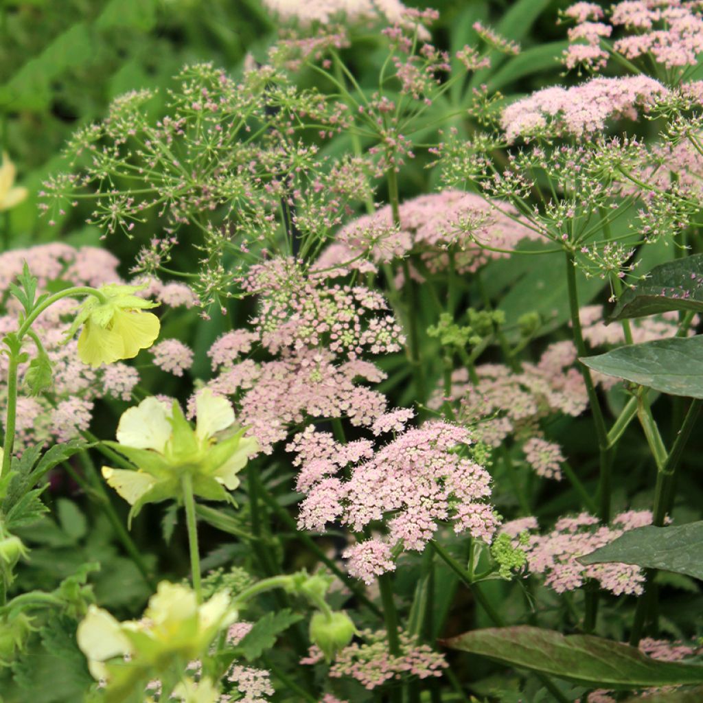 Pimpinella major Rosea - Grote bevernel