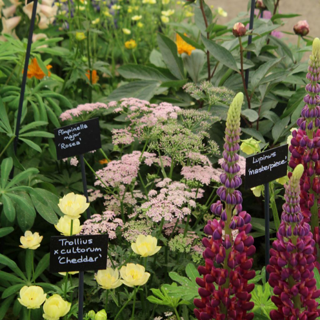 Pimpinella major Rosea - Grote bevernel