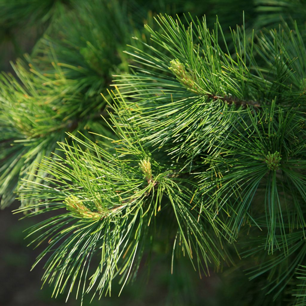 Pinus armandii - Chinese witte den