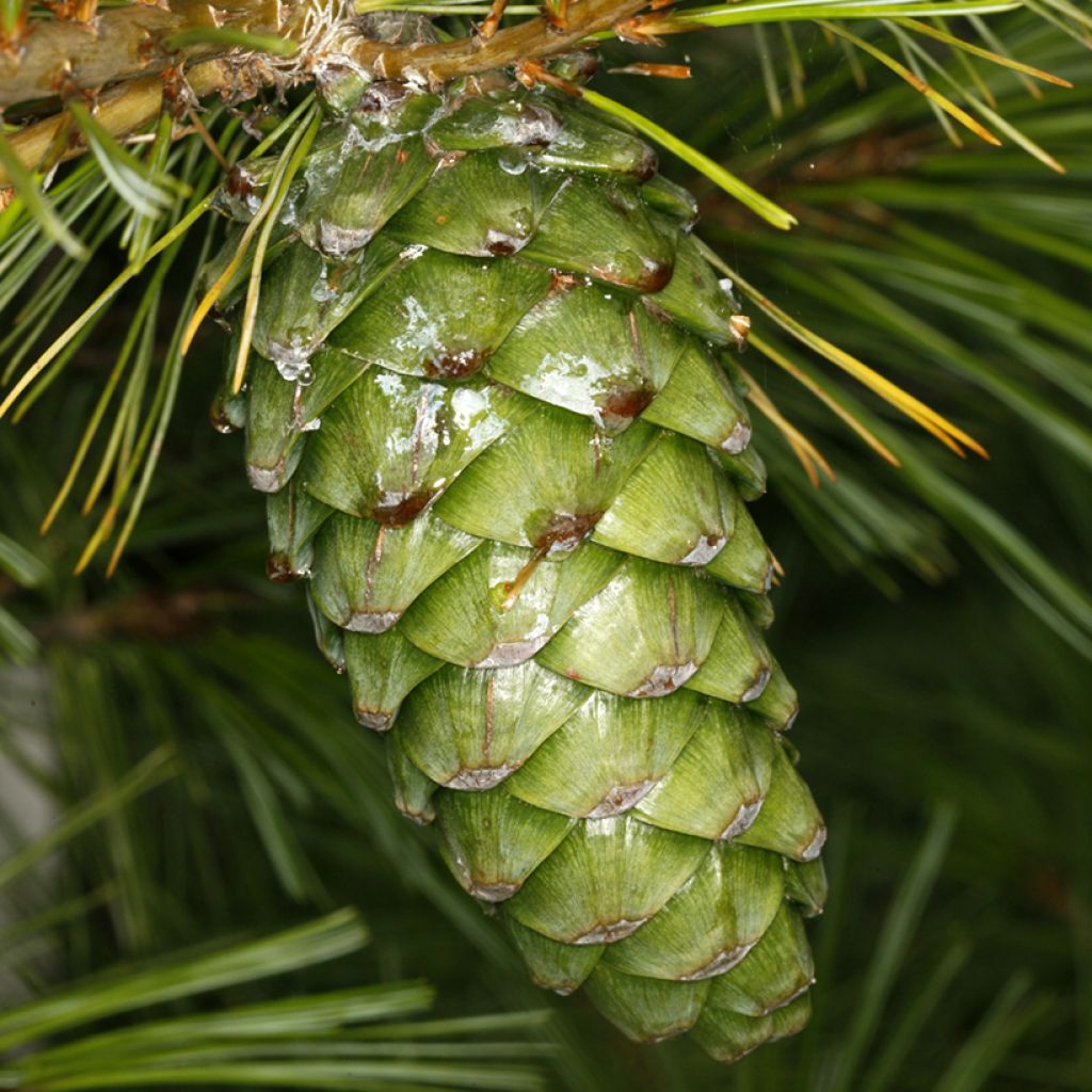 Pinus armandii - Chinese witte den