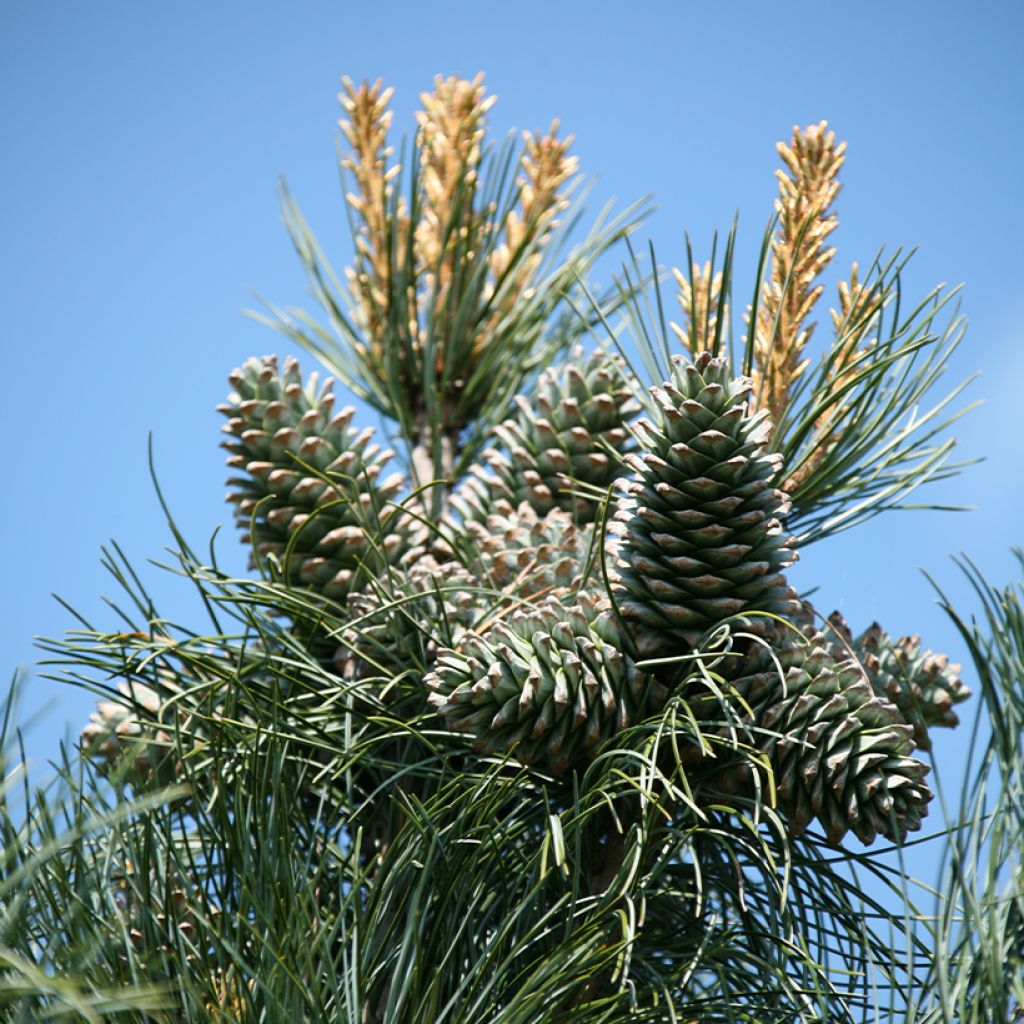 Pinus koraiensis Silveray - Koreaanse den