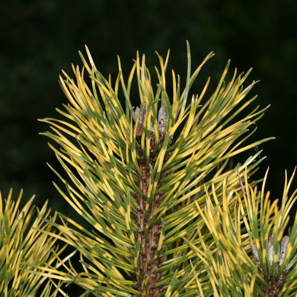 Pinus mugo Sunshine - Bergden