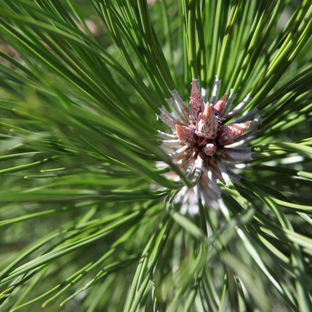 Pinus nigra nigra - Zwarte den