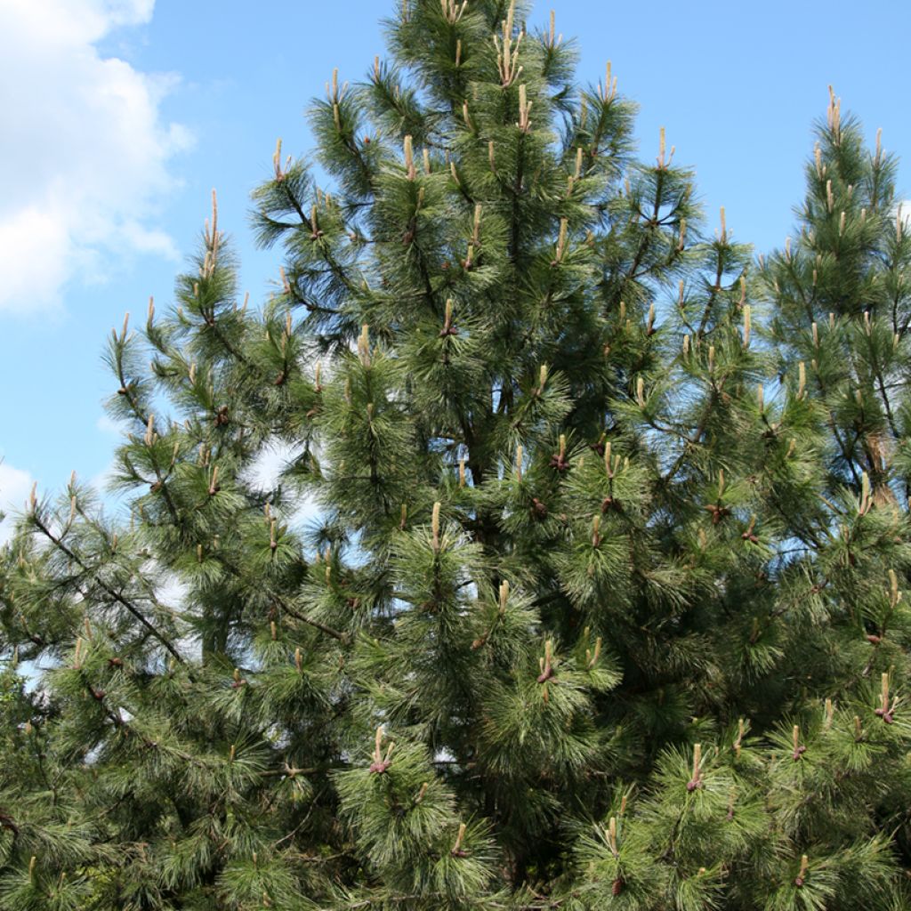 Pinus ponderosa - Gele den