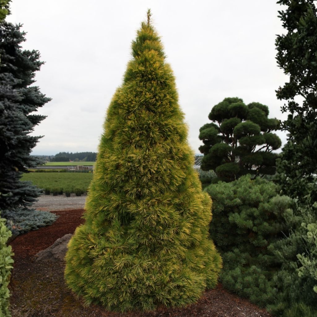 Pinus strobus Louie - Weymouthden